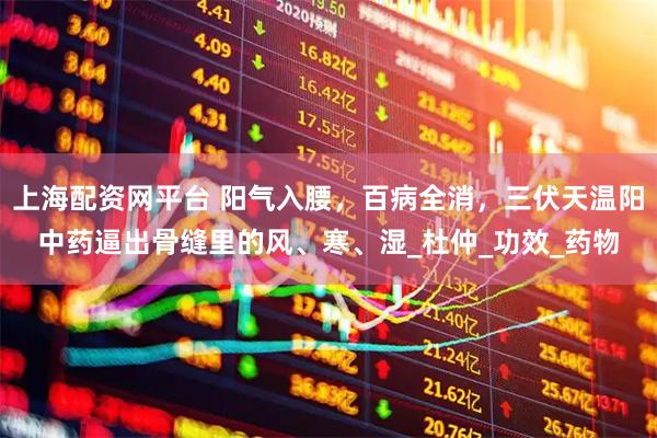 上海配资网平台 阳气入腰，百病全消，三伏天温阳中药逼出骨缝里的风、寒、湿_杜仲_功效_药物